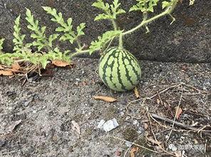 网红的吃瓜群号怎么找的,揭秘网红吃瓜群号搜寻秘籍