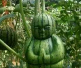 河津网红吃瓜事件真相,揭秘背后真相与争议