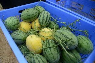 网红吃瓜的群qq,揭秘娱乐圈幕后风云