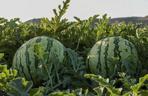 网红吃瓜在哪买的东西啊,揭秘热门网红购买美食的神秘渠道